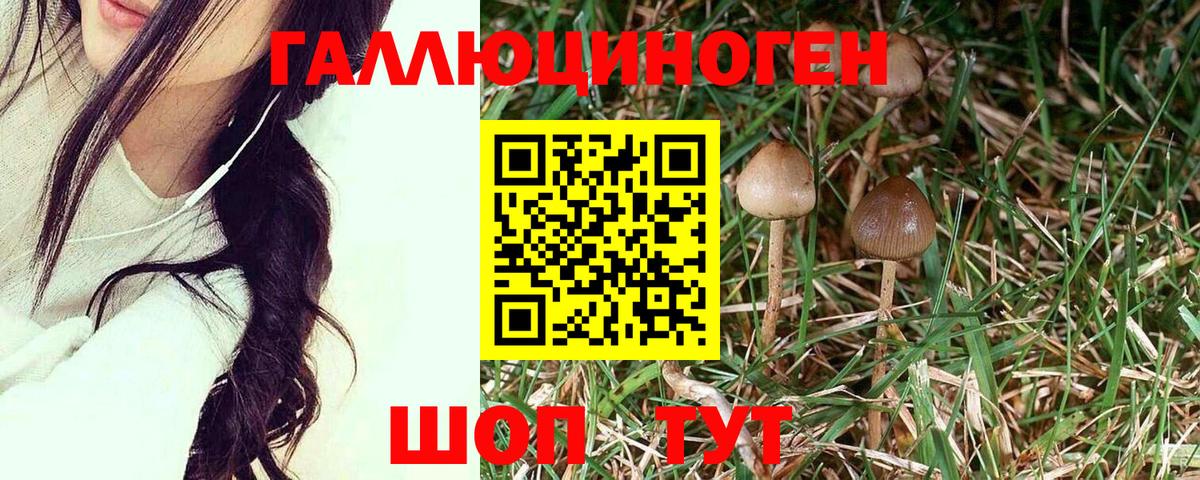Галлюциногенные грибы прущие грибы Салехард